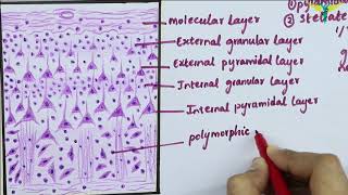 Histology of Cerebral Cortex [upl. by Eibocaj]