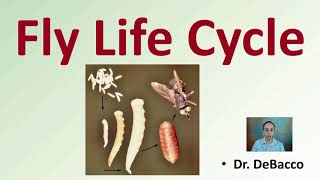 Fly Life Cycle [upl. by Ayekal]