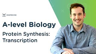 Protein Synthesis Transcription  Alevel Biology  OCR AQA Edexcel [upl. by Alaster423]