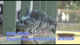 Little Ripper  Pigeon Racing Documentary [upl. by Animas]