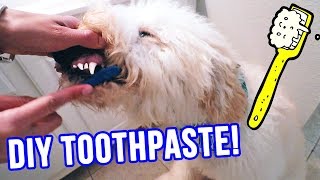 Homemade DOG Toothpaste ⭐ ONLY 2 Ingredients ⭐ Natural Safe amp YUMMY [upl. by Haduj]