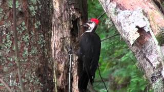 Pileated Woodpecker in Action [upl. by Milinda]