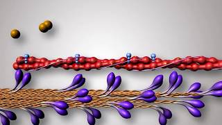 Structure of Contractile Proteins [upl. by Eninnaj]