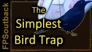 The Simplest Bird Trap [upl. by Anaujahs]