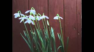 Galanthus nivalis [upl. by Berry]