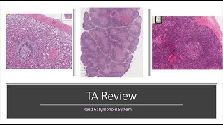 Histology Basics TA Review Lymphoid System [upl. by Maryn]