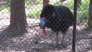 Cassowary calling [upl. by Earahc]