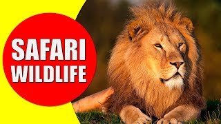 AFRICAN SAFARI WILDLIFE  Safari Visit for African Animals Documentary [upl. by Ranee863]