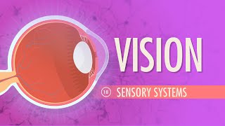 Vision Crash Course Anatomy amp Physiology 18 [upl. by Ymaj512]