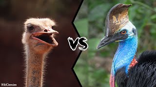 OSTRICH VS CASSOWARY  Who would win [upl. by Haimes787]