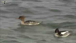 Redbreasted Merganser pair [upl. by Catherina]