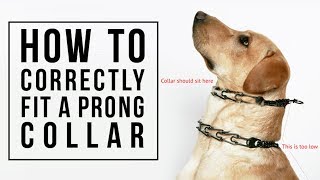 How to Correctly Fit a Prong Collar [upl. by Baillie762]