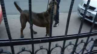 Dogo argentino vs Cane corso [upl. by Cattima]