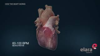 Heart in 3D Animation How the Heart Works [upl. by Mazur]