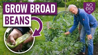 Growing Broad Beans A Complete Guide from Autumn to Spring Planting [upl. by Madelin]