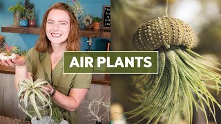 Air Plants Tillandsia 101  Care Tips amp Fun Facts [upl. by Dnar]