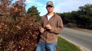 How to Prune Hydrangea Paniculata Shrubs [upl. by Yesor]