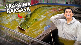 KOLAM RENENG DISINI ISINYA IKAN MONSTER ARAPAIMA GIGAS [upl. by Aidnis]