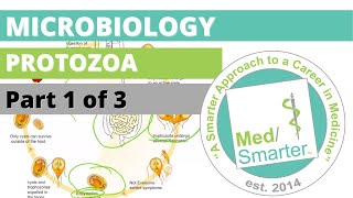 Protozoa  Microbiology  USMLE STEP 1  Part 1 of 3 [upl. by Nailliw584]