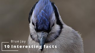 10 Interesting Facts About Blue Jay [upl. by Helms]