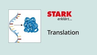 Translation Proteinbiosynthese  STARK erklärt [upl. by Imit731]