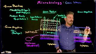 Gram Positive vs Gram Negative [upl. by Crandale]