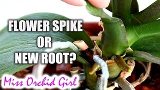 How to tell an Orchid flower spike from a root  Phalaenopsis [upl. by Sihon346]