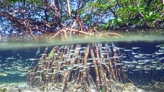 Marine Life in The Mangroves Coast [upl. by Nabroc68]