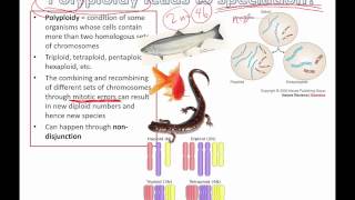 Polyploidy leads to speciation IB Biology [upl. by Gretna923]