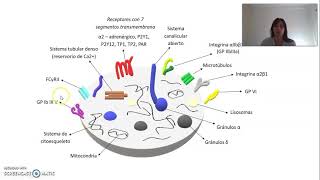 Estructura de las plaquetas [upl. by Orvas]