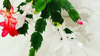 HolidayChristmas Cactus Propagation Planting and Easy Care Tips 🪴 [upl. by Aimet268]