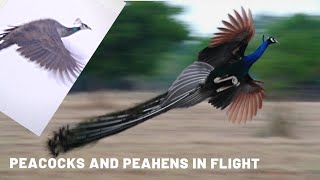 Peacocks and Peahens in Flight  Part Two  Peacock Flying  Peahen Flying [upl. by Ahs163]