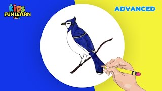 How to Draw Blue Jay [upl. by Annia]