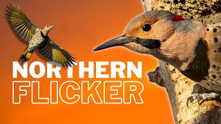 Learn All About the Northern Flicker  Overview [upl. by Esiled746]