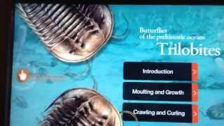 Trilobites Phylum Arthropoda Class Trilobita [upl. by Noeht]