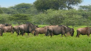 The Greatest Mammal Migration  Waterhole Africas Animal Oasis  BBC Earth [upl. by Saxena]