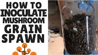 How to Make Mushroom Grain Spawn Inoculating Sterilized Grain [upl. by Ilak]