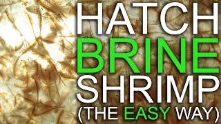 How To Hatch Brine Shrimp Eggs EASY No Air Pump [upl. by Madelon]