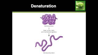 Protein Denaturation  Quick Explanation [upl. by Takken]