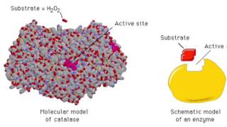 The Enzyme Catalase and How It Works [upl. by Nenerb]