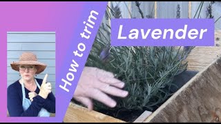 How to Trim Lavender [upl. by Acyssej293]