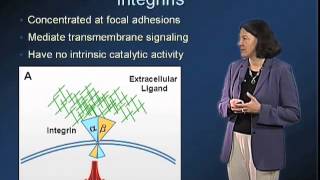 Extracellular Matrix  Mary Beckerle Utah [upl. by Ivy]