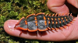 Trilobite Beetle  Animal of the Week [upl. by Clere]