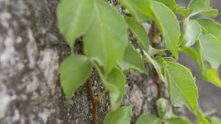 Parthenocissus quinquefolia  Virginia Creeper [upl. by Arul616]