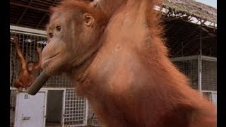 An Orangutan FINALLY Moves Home  Orangutan Diary  BBC Earth [upl. by Anawot231]