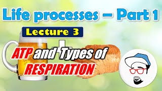 ATP Anaerobic Respiration  Life processes in Living Organisms Part 1 Class 10 SSC [upl. by Engvall73]