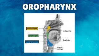 Oropharynx Anatomy  Definition Location Boundaries Lymphatics Functions [upl. by Mattson]