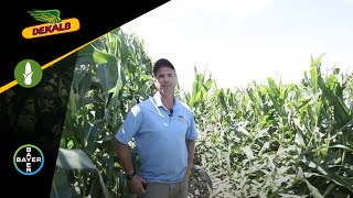 DEKALB® Seed Applying 24D on Corn [upl. by Hukill257]