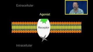 Agonist and Antagonists [upl. by Gresham]