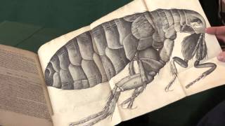 Robert Hooke Micrographia [upl. by Ymmak]